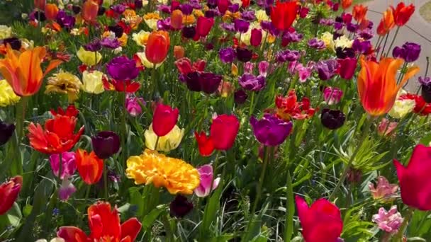 Persone Godono Tulipani Colorati Nella Giornata Sole Giardino Dei Fiori — Video Stock