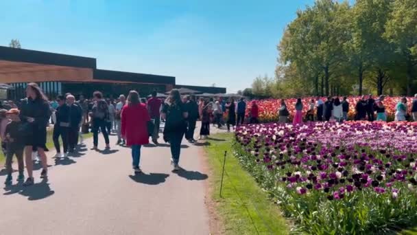 Lidé Mají Rádi Barevné Tulipány Slunečného Dne Květinové Zahradě Keukenhof — Stock video