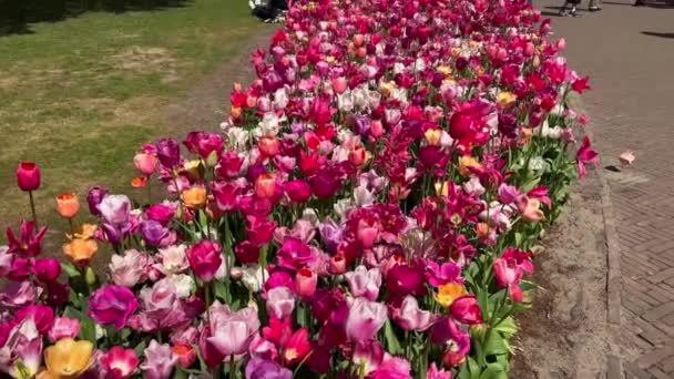 Bunte Tulpen Genießen Die Menschen Einem Sonnigen Tag Blumengarten Keukenhof — Stockvideo