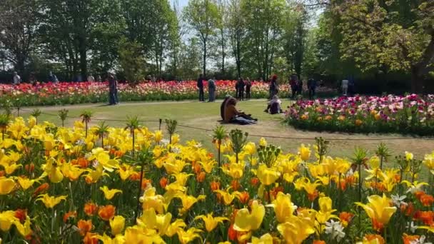 Gente Disfruta Coloridos Tulipanes Soleado Día Del Jardín Flores Keukenhof — Vídeo de stock