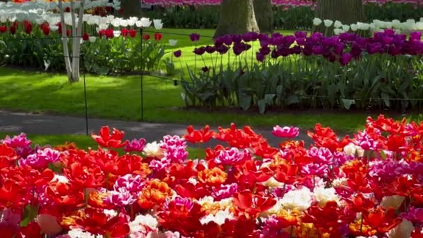 Pessoas Gostam Tulipas Coloridas Dia Ensolarado Jardim Flores Keukenhof Lisse — Vídeo de Stock
