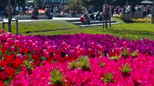 Pessoas Gostam Tulipas Coloridas Dia Ensolarado Jardim Flores Keukenhof Lisse — Vídeo de Stock