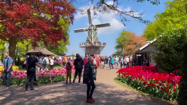 Άνθρωποι Απολαμβάνουν Πολύχρωμες Τουλίπες Την Ηλιόλουστη Μέρα Στον Κήπο Λουλουδιών — Αρχείο Βίντεο