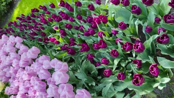 Tulipes Colorées Lors Une Journée Ensoleillée Jardin Fleuri Keukenhof Lisse — Video