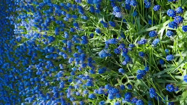 Πολύχρωμες Τουλίπες Την Ηλιόλουστη Μέρα Στον Κήπο Λουλουδιών Keukenhof Lisse — Αρχείο Βίντεο