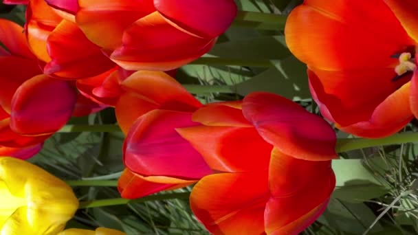 Tulipes Colorées Lors Une Journée Ensoleillée Jardin Fleuri Keukenhof Lisse — Video