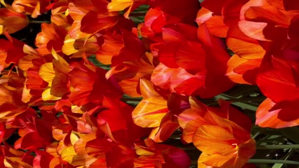 Барвисті Тюльпани Сонячний День Квітковому Саду Кекенхоф Ліссе Нідерланди Вертикальне — стокове відео
