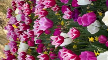 Hollanda, Lisse 'deki Keukenhof çiçek bahçesinde güneşli bir günde renkli laleler. Dikey video. Yüksek kalite 4k görüntü