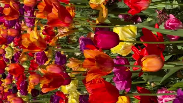 Bunte Tulpen Sonnigen Tag Blumengarten Keukenhof Lisse Niederlande Vertikales Video — Stockvideo