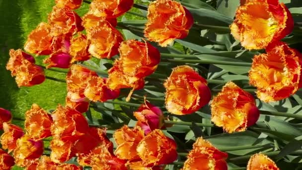 Hollanda Lisse Deki Keukenhof Çiçek Bahçesinde Güneşli Bir Günde Renkli — Stok video
