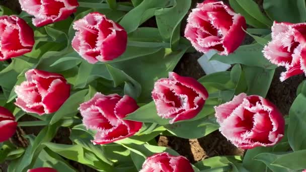 Tulipanes Coloridos Día Soleado Jardín Flores Keukenhof Lisse Países Bajos — Vídeo de stock