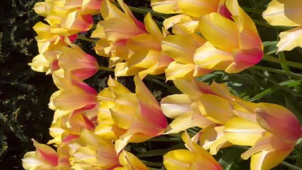 Πολύχρωμες Τουλίπες Την Ηλιόλουστη Μέρα Στον Κήπο Λουλουδιών Keukenhof Lisse — Αρχείο Βίντεο