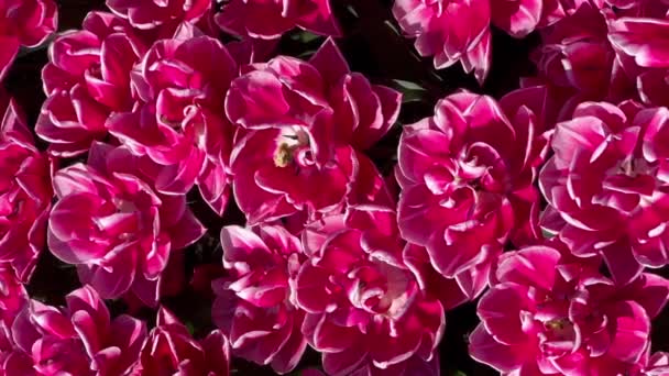 Цветные Тюльпаны Солнечный День Цветнике Keukenhof Лиссе Нидерланды Вертикальное Видео — стоковое видео