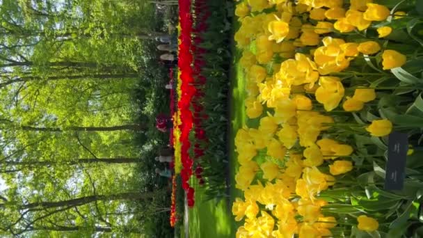 Люди Насолоджуються Різнокольоровими Тюльпанами Сонячний День Квітковому Саду Кекенхоф Ліссе — стокове відео