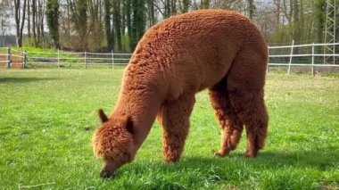 Komik lama hayvanları güneşli bir bahar gününde yeşil çimlerde otlar. Yüksek kalite 4k görüntü