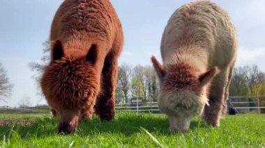 Komik lama hayvanları güneşli bir bahar gününde yeşil çimlerde otlar. Yüksek kalite 4k görüntü