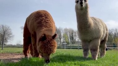 Komik lama hayvanları güneşli bir bahar gününde yeşil çimlerde otlar. Yüksek kalite 4k görüntü