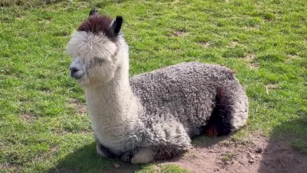 Funny Llama Hewan Peliharaan Merumput Halaman Hijau Pada Hari Musim — Stok Video