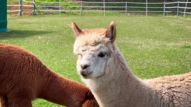 Забавные Домашние Животные Ламы Пасутся Зеленой Лужайке Солнечный Весенний День — стоковое видео