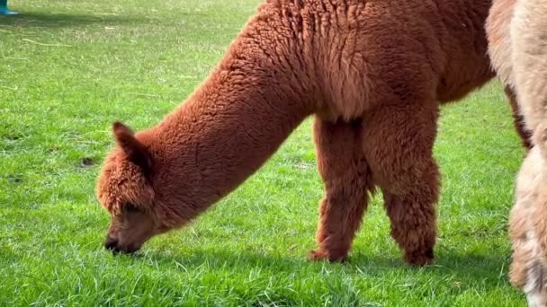 Funny Llama Pets Graze Green Lawn Sunny Spring Day High — Stock Video