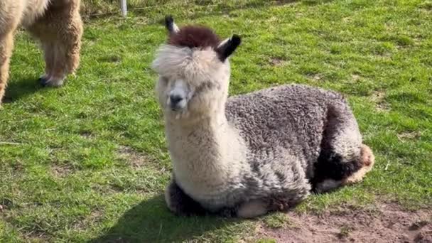 Lustige Lama Haustiere Grasen Einem Sonnigen Frühlingstag Auf Einem Grünen — Stockvideo