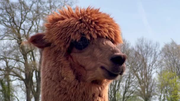 Divertidas Mascotas Llama Pastan Césped Verde Día Soleado Primavera Imágenes — Vídeos de Stock