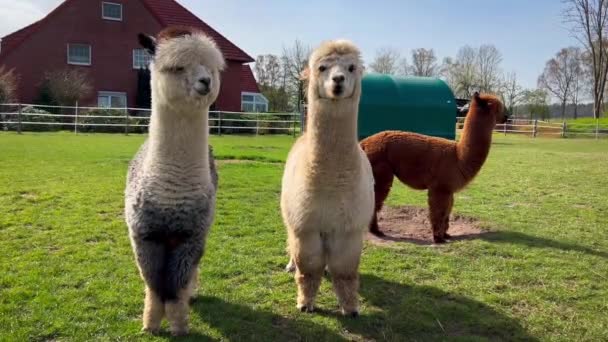 Divertidas Mascotas Llama Pastan Césped Verde Día Soleado Primavera Imágenes — Vídeo de stock