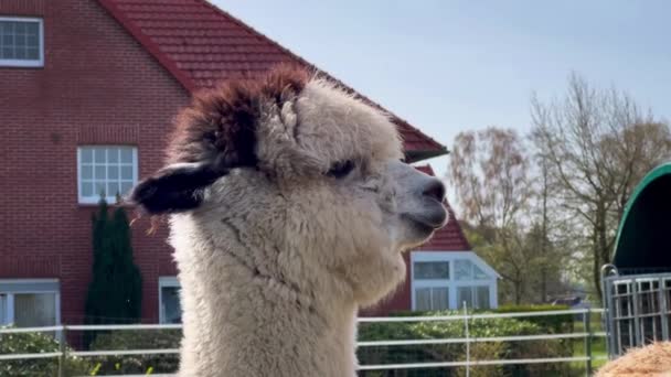 Funny Llama Pets Graze Green Lawn Sunny Spring Day High — Stock Video