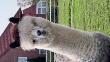 Komik lama hayvanları güneşli bir bahar gününde yeşil çimlerde otlar. Dikey video. Yüksek kalite 4k görüntü