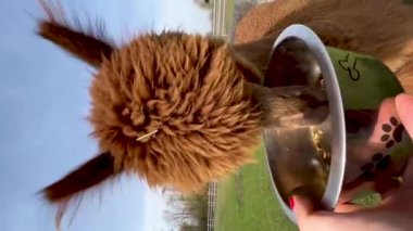 Komik lama hayvanları güneşli bir bahar gününde yeşil çimlerde otlar. Dikey video. Yüksek kalite 4k görüntü