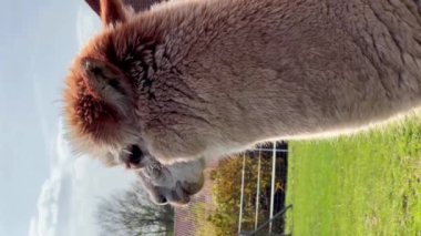 Komik lama hayvanları güneşli bir bahar gününde yeşil çimlerde otlar. Dikey video. Yüksek kalite 4k görüntü