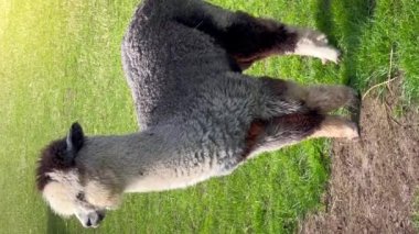 Komik lama hayvanları güneşli bir bahar gününde yeşil çimlerde otlar. Dikey video. Yüksek kalite 4k görüntü