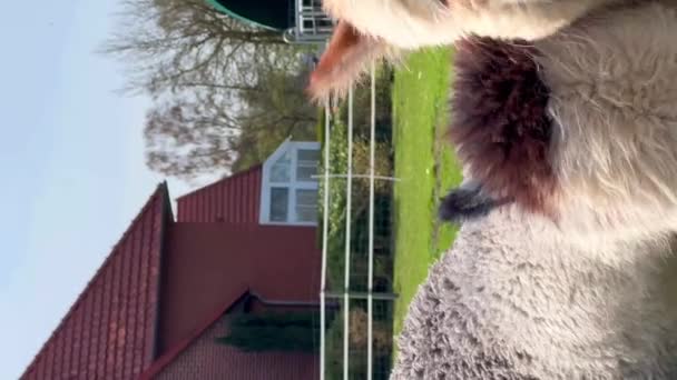 Divertidas Mascotas Llama Pastan Césped Verde Día Soleado Primavera Vídeo — Vídeos de Stock