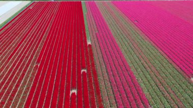 Güneşli bir günde, hava aracı manzaralı lale tarlaları Keukenhof çiçek bahçesi Lisse Hollanda. Krallar Günün kutlu olsun. Yüksek kalite 4k görüntü