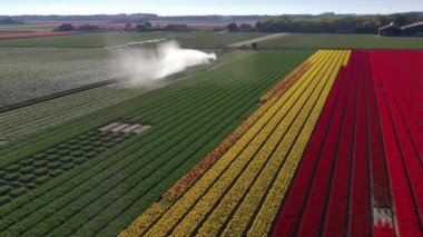 Güneşli bir günde, hava aracı manzaralı lale tarlaları Keukenhof çiçek bahçesi Lisse Hollanda. Krallar Günün kutlu olsun. Yüksek kalite 4k görüntü