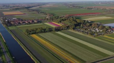 Güneşli bir günde, hava aracı manzaralı lale tarlaları Keukenhof çiçek bahçesi Lisse Hollanda. Krallar Günün kutlu olsun. Yüksek kalite 4k görüntü