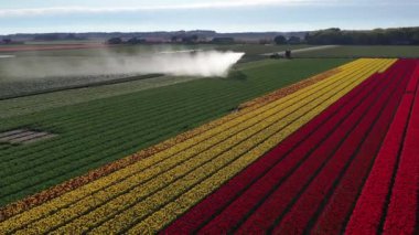 Güneşli bir günde, hava aracı manzaralı lale tarlaları Keukenhof çiçek bahçesi Lisse Hollanda. Krallar Günün kutlu olsun. Yüksek kalite 4k görüntü