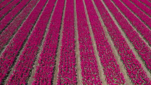 Luchtfoto Drone View Kleurrijke Tulpenvelden Zonnige Dag Keukenhof Bloementuin Lisse — Stockvideo