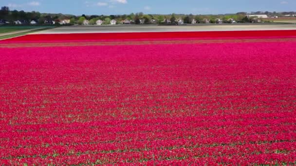Aerial Drone Widok Kolorowe Pola Tulipan Słoneczny Dzień Keukenhof Kwiat — Wideo stockowe