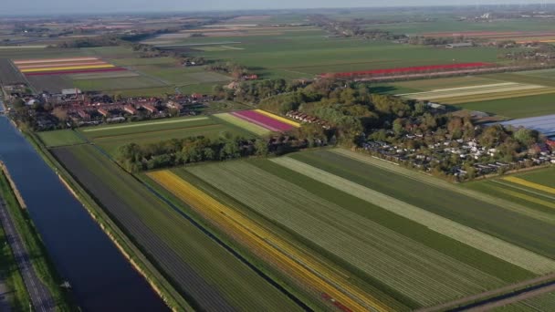 Aerial Drone View Πολύχρωμα Πεδία Τουλίπας Την Ηλιόλουστη Μέρα Keukenhof — Αρχείο Βίντεο