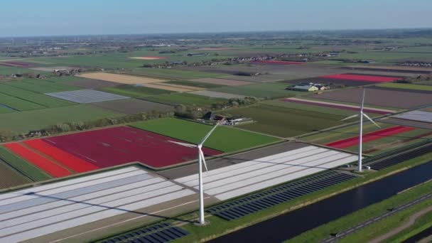 Aereo Drone Vista Campi Tulipani Colorati Nella Giornata Sole Keukenhof — Video Stock