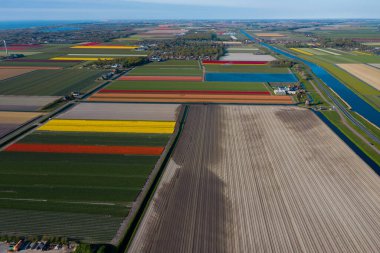 Hava aracı görüntüsü çok renkli lale alanları, su kanalları ve rüzgar değirmenleri kırsal Keukenhof çiçek bahçesi Lisse Hollanda 'da güneşli bir günde. Mutlu krallar günü