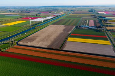 Hava aracı görüntüsü çok renkli lale alanları, su kanalları ve rüzgar değirmenleri kırsal Keukenhof çiçek bahçesi Lisse Hollanda 'da güneşli bir günde. Mutlu krallar günü