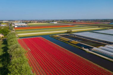 Hava aracı rengarenk lale tarlaları ve rüzgar değirmenleri kırsal Keukenhof çiçek bahçesi Lisse Hollanda 'da güneşli bir günde. Mutlu krallar günü