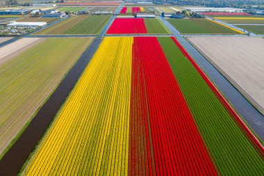 Hava aracı görüntüsü çok renkli lale alanları, su kanalları ve rüzgar değirmenleri kırsal Keukenhof çiçek bahçesi Lisse Hollanda 'da güneşli bir günde. Mutlu krallar günü