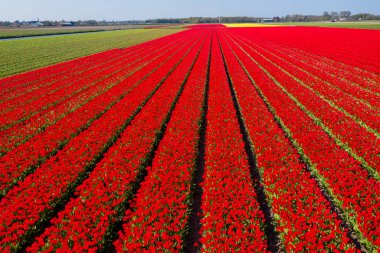 Hava aracı görüntüsü çok renkli lale alanları, su kanalları ve rüzgar değirmenleri kırsal Keukenhof çiçek bahçesi Lisse Hollanda 'da güneşli bir günde. Mutlu krallar günü