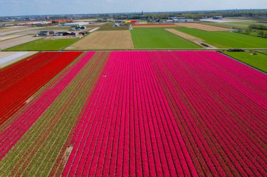 Hava aracı görüntüsü çok renkli lale alanları, su kanalları ve rüzgar değirmenleri kırsal Keukenhof çiçek bahçesi Lisse Hollanda 'da güneşli bir günde. Mutlu krallar günü