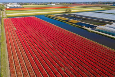Kırsal Keukenhof çiçek bahçesi Lisse Hollanda 'da güneşli bir günde, hava aracı görüntüsü renkli lale tarlaları. Mutlu krallar günü