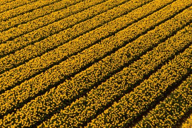 Kırsal Keukenhof çiçek bahçesi Lisse Hollanda 'da güneşli bir günde hava aracı sarı lale tarlaları görüyor. Mutlu krallar günü