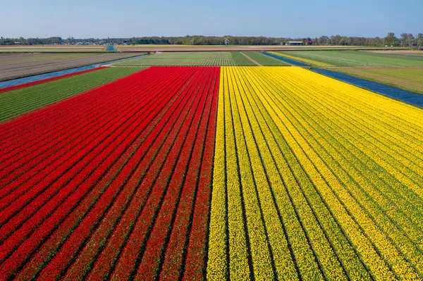 Kırsal Keukenhof çiçek bahçesi Lisse Hollanda 'da güneşli bir günde hava aracı kırmızı ve sarı lale tarlaları ve yel değirmenleri görüyor. Mutlu krallar günü